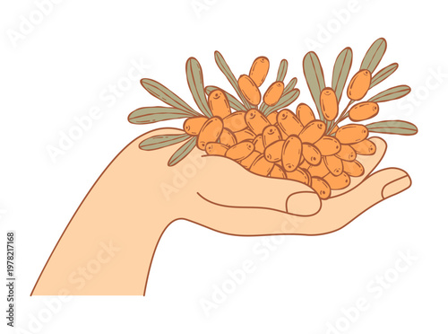 Human Hand Holding Fresh Sea Buckthorn Berries. Organic Vitamin Eco Harvest. Orange Small Berry Hippophae rhamnoides. Vector Illustration.