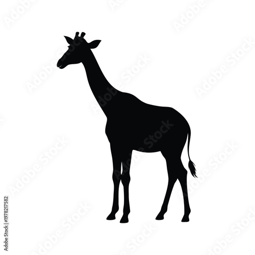 Black and white giraffe standing tall in the wild silhouette vector illustration, giraffe looking at viewer silhouette vector illustration