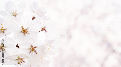 Blossoming Sakura flowers close-up, beautiful spring background.