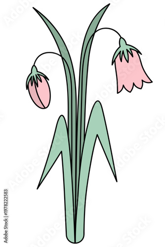 Pink bellflower flower and bud. Spring flowers, grass, and large green leaves. Color vector illustration.  Blooming plant. Isolated on white background. Idea for web design, invitations.