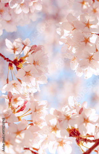 Cherry blossom background. 桜の背景