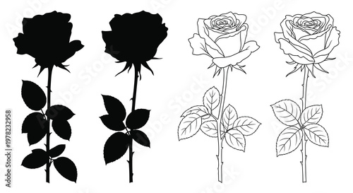 Four roses displayed silhouettes transitioning to detailed line drawings