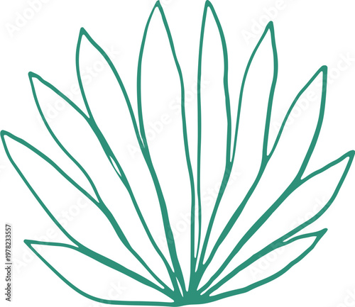 Hand drawn linear fan palm tree branch. Vintage botanical line art illustration.