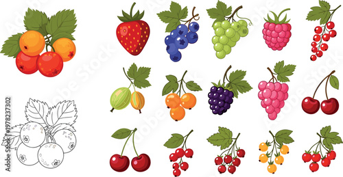 Colorful berry fruits collection vector illustration including strawberry blueberry grape raspberry cherry currant and gooseberry botanical set isolated