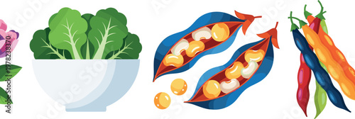 Colorful legumes and leafy greens vector illustration set featuring beans pods seeds and fresh salad leaves isolated on white background