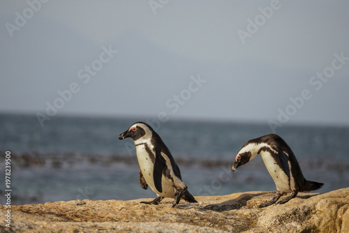 African penguins walking across coastal rocks, Boulders Beach