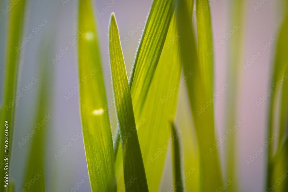 Fototapeta premium Macro shot of green grass blades glowing in warm golden sunlight