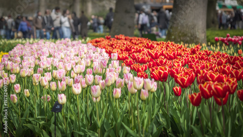 Colorful Tulip Fields in Bloom at Keukenhof Gardens, Amsterdam, Netherlands – Vibrant Spring Floral Landscape