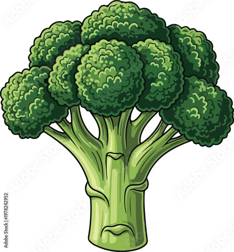 A detailed illustration of a whole broccoli floret with a visible stem vector illustration