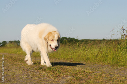 Great Pyrenees dog running on a field, natural landscape, active livestock guardian dog outdoors.