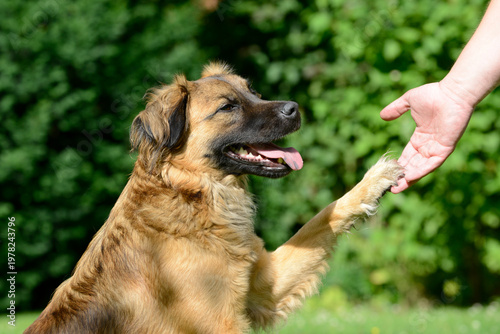 A sitting dog giving its paw to a man's hand as a sign of training, trust, and friendship. Close interaction between pet and human, symbolizing obedience, bonding, and positive reinforcement.