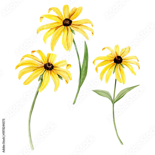 Canvastavla High-quality hand-painted watercolor illustration featuring a charming set of meadow flowers