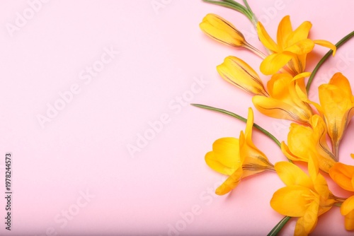 Beautiful crocus flowers on pale pink background, flat lay. Space for text