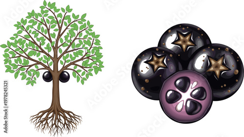 Acai berry fruit and tree vector illustration with leaves roots and cross section tropical superfood design isolated on white background