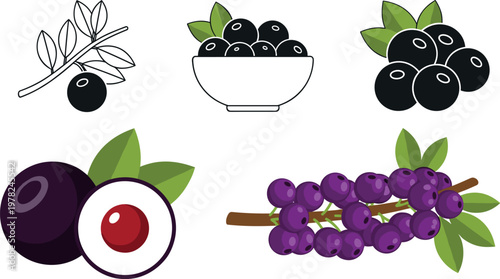 Acai berry illustration set with branches, bowl and fruit cross section isolated on white background, superfood antioxidant vector collection