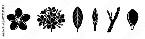 Plumeria flower leaf bud branch petal silhouettes vector illustration set showcasing various stages of growth and individual components for design projects.