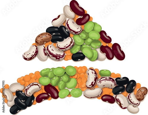 Assorted beans and lentils vector illustration set featuring colorful legumes mix including kidney beans black beans and green pulses isolated