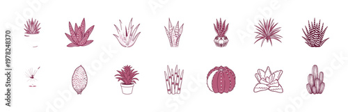 Potted Succulent and Snake Plant Set