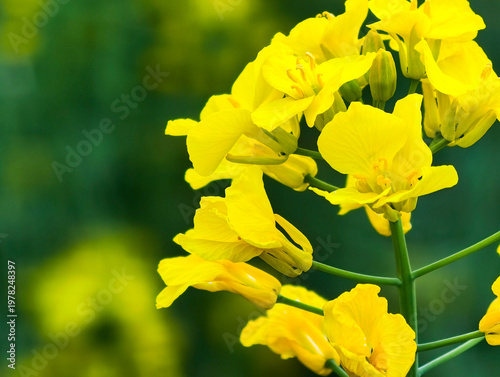 Fresh rapeseed flowers garden in spring season