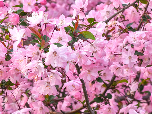 Chinese Cherry Blossom is blooming in spring