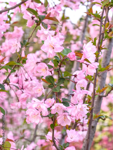 Chinese Cherry Blossom is blooming in spring