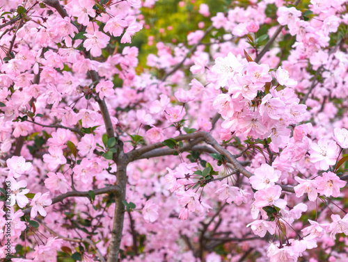 Chinese Cherry Blossom is blooming in spring