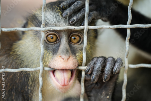 Foto Campbell's mona monkey Small monkey in zoo Asia with its sad face pushing throug