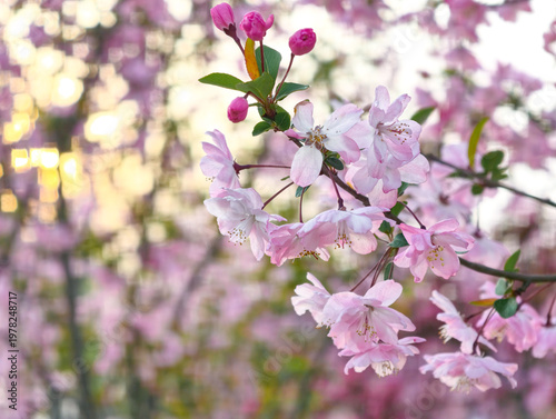 Chinese Cherry Blossom is blooming in spring