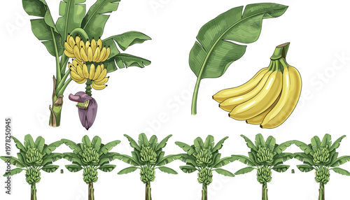 Banana Plant Collection with Bunches, Leaves, and Individual Fruits for Tropical Food, Agriculture, and Natural Illustrations