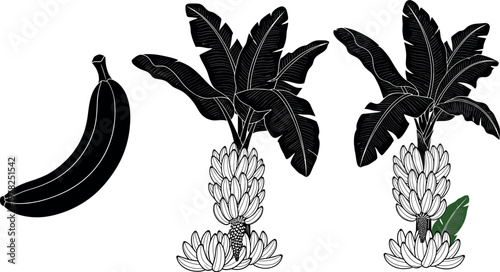 Banana plant illustration set with tree, leaves and fruit bunch in black and white style isolated on white background