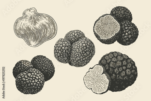 Vintage of black truffles and garlic fungus mushroom