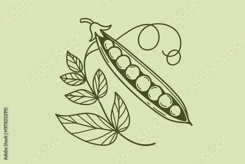 Green pea pod with leaves and tendril on pale green background