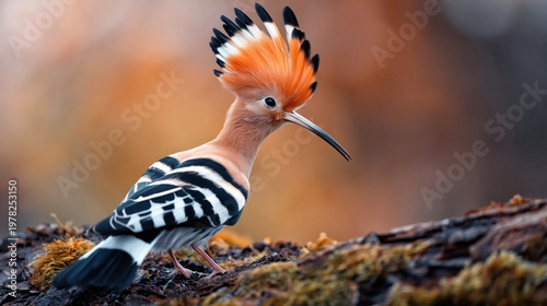 Elegant Hoopoe Perched A captivating portrait of a European Hoopoe, exhibiting its characteristic orange crest, perched gracefully, showcasing the beauty of avian life.