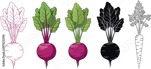 Beetroot and carrot vector illustration set with colored and outline variations root vegetables botanical elements isolated on white background