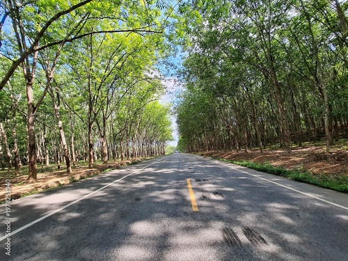 Road Through Lush Trees: An expansive asphalt road cuts a path through a vibrant forest, the verdant trees forming a natural canopy overhead, leading towards the horizon.