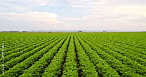 Agricultural green vegetable field plantation growing
