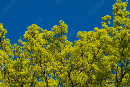 Yellow norway maple tree (Acer platanoides) in flower under blue spring sky – Minimalist two-tone nature background with high contrast