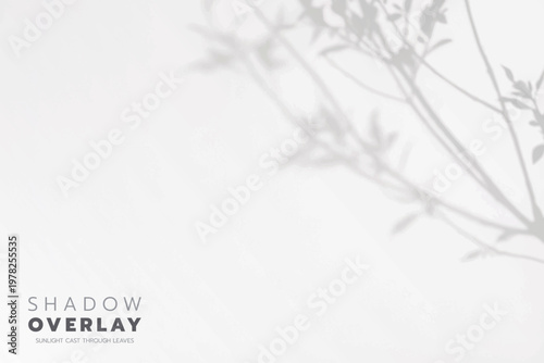 Soft leaf shadows cast on a bright, clean background. The natural sunlight creates an elegant, minimalistic overlay effect, perfect for use in design projects, presentations, social media graphics