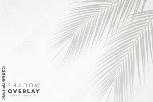 Soft leaf shadows cast on a bright, clean background. The natural sunlight creates an elegant, minimalistic overlay effect, perfect for use in design projects, presentations, social media graphics