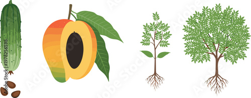 Cacao fruit and cocoa tree growth stages vector illustration with pod seeds leaves and plant development isolated on white background