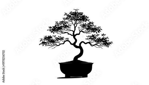 bonsai tree isolated on white