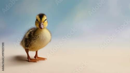 Adorable fluffy duckling with yellow and brown down, standing on light sandy ground under a soft blue sky