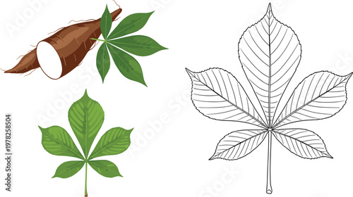 Cassava Root and Leaf Collection Featuring Fresh Roots, Green Leaves, and Detailed Illustrations for Organic Farming, Agriculture, and Healthy Food