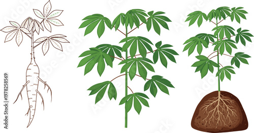 Cassava plant growth stages vector illustration set featuring manioc tree leaves roots and underground tuber development isolated on white background