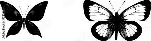 A symmetrical adonis blue butterfly opens its bold black wings against a pristine white background in this minimalist flat vector art piece, showcasing flawless sharp edges and high contrast