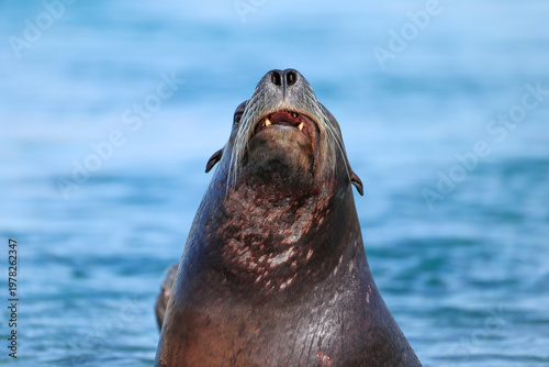Curious Seal Close-Up in Water – Playful Marine Wildlife Portrait