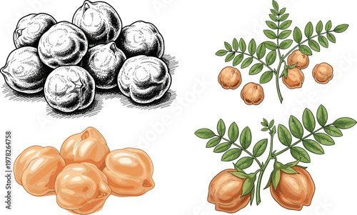 Chickpea illustration set with seeds and plant branches in vintage and colored style isolated on white background, organic food vector