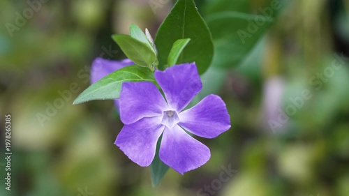 春に咲く花々　美しく風に揺れる