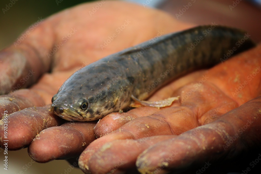 Fototapeta premium big snakehead murrel fish in nice blur background HD