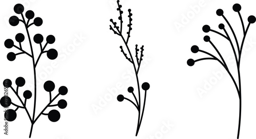 Three types of compound leaf structures and their branching patterns
